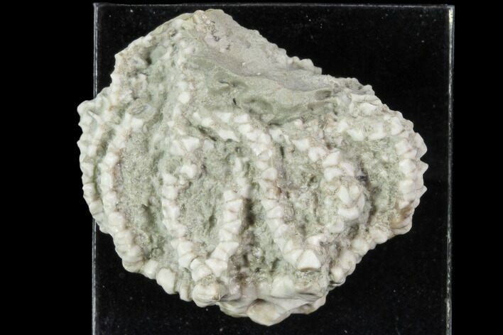 Fossil Crinoid (Brabeocrinus) Crown - Pontiac, Illinois #102978